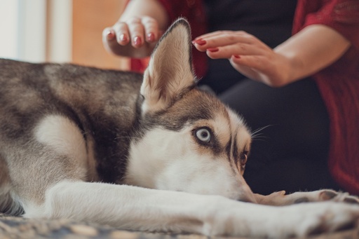 Etäenergiahoito lemmikille